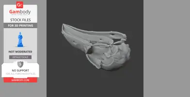 Andean Cock-of-the-rock Skull