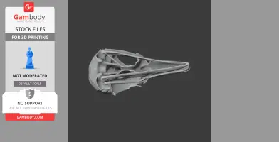 Andean Cock-of-the-rock Skull
