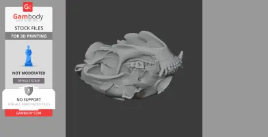 Asiatic Black Bear Skull