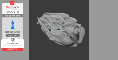 Asiatic Black Bear Skull