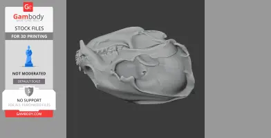 Asiatic Black Bear Skull