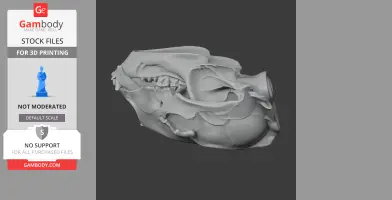 Asiatic Black Bear Skull