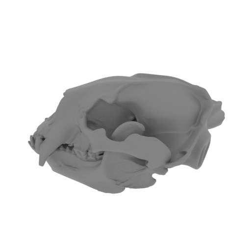 Asiatic Black Bear Skull.stl