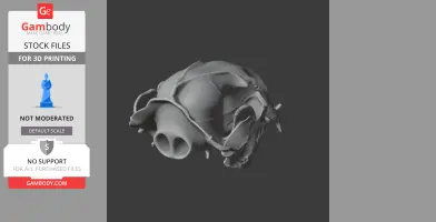 Asiatic Black Bear Skull