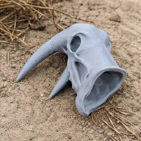 Atlantic Walrus Skull