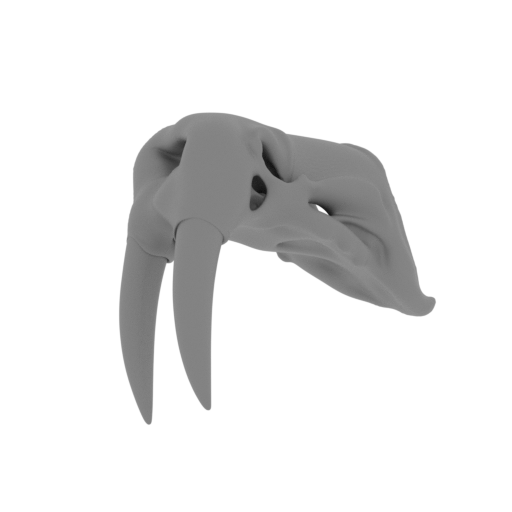 Atlantic Walrus Skull.stl