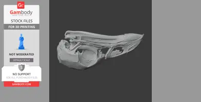Australian Brushturkey Skull