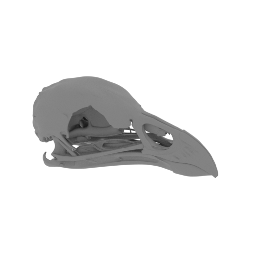 Australian Brushturkey Skull.stl