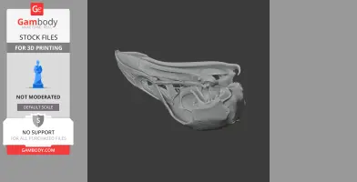 Australian Brushturkey Skull