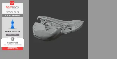 Australian Brushturkey Skull