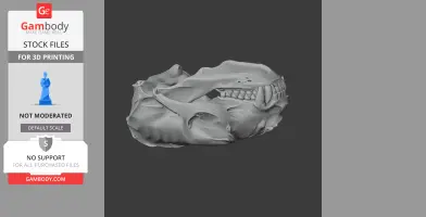 Australian Fur Seal Skull
