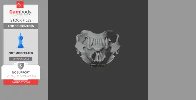 Australian Fur Seal Skull