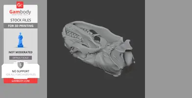Australian Fur Seal Skull