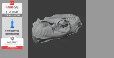 Australian Fur Seal Skull