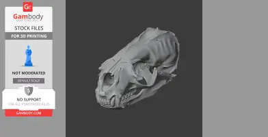 Australian Fur Seal Skull