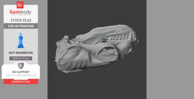 Australian Fur Seal Skull