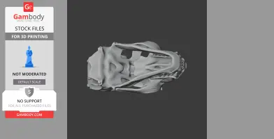 Australian Fur Seal Skull