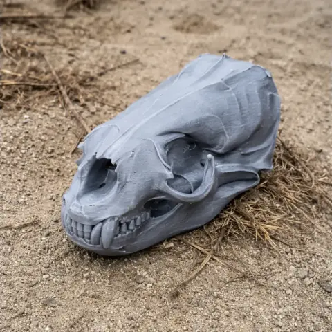Australian Fur Seal Skull