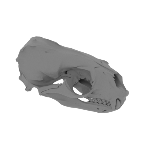 Australian Fur Seal Skull.stl