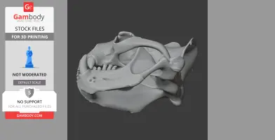 Australian Sea Lion Skull