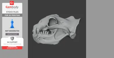 Australian Sea Lion Skull