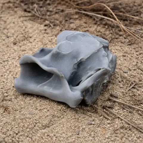 Australian Sea Lion Skull