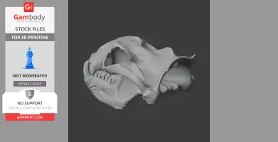 Australian Sea Lion Skull