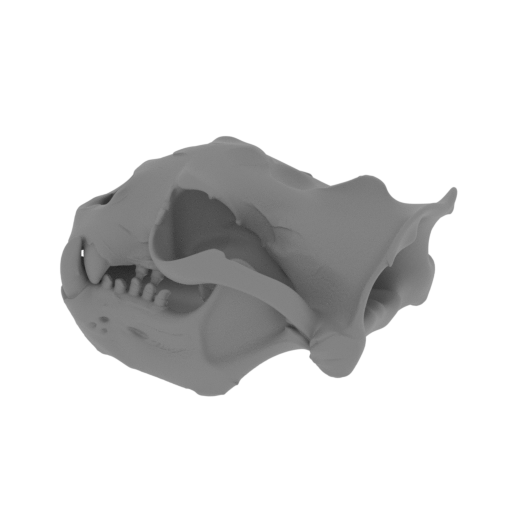 Australian Sea Lion Skull.stl