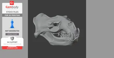 Australian Sea Lion Skull