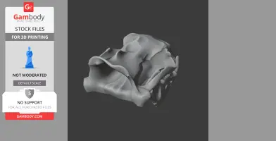 Australian Sea Lion Skull