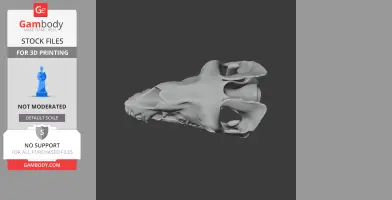 Bactrian Camel Skull