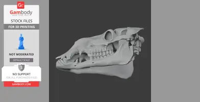 Bactrian Camel Skull