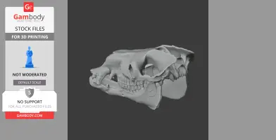Bactrian Camel Skull