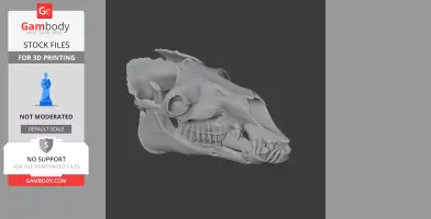 Bactrian Camel Skull