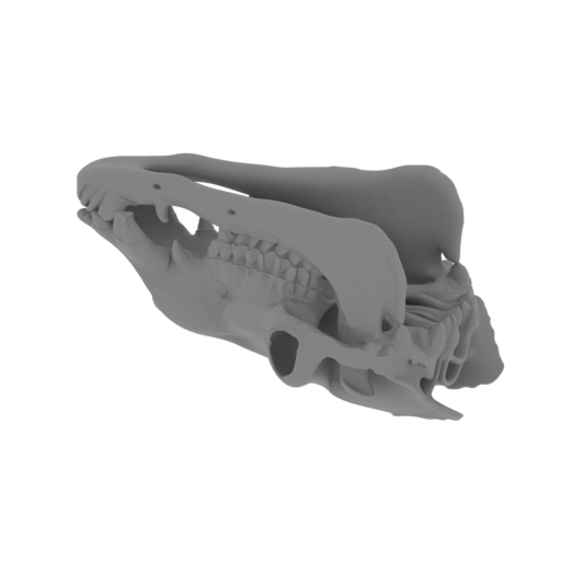 Bactrian Camel Skull.stl