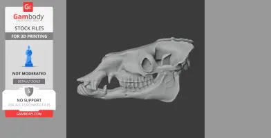 Bactrian Camel Skull