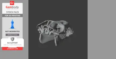 Bactrian Camel Skull