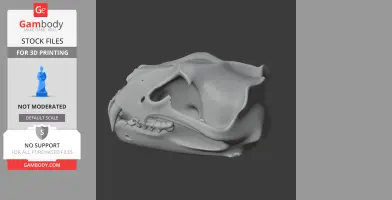 Barbary Lion Skull
