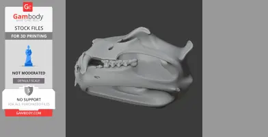 Barbary Lion Skull