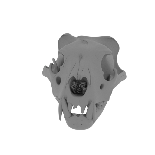 Barbary Lion Skull.stl