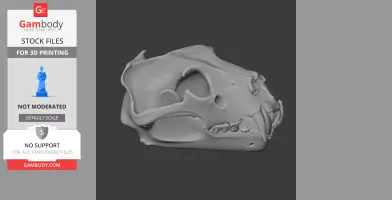 Barbary Lion Skull