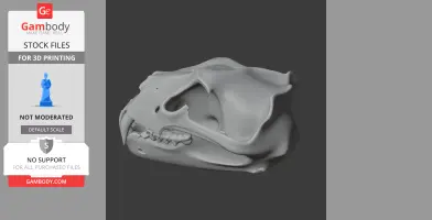 Barbary Lion Skull