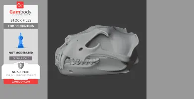 Barbary Lion Skull