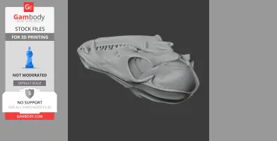 Bat-eared Fox Skull