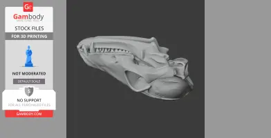 Bat-eared Fox Skull