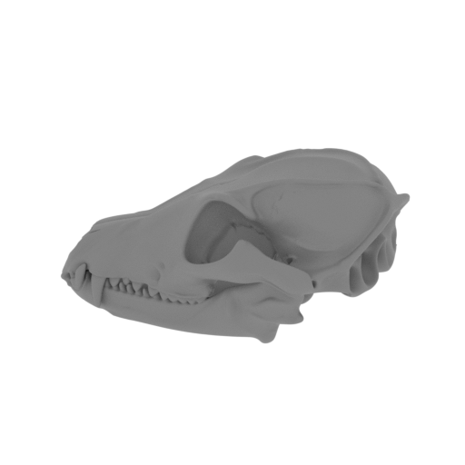 Bat-eared Fox Skull.stl