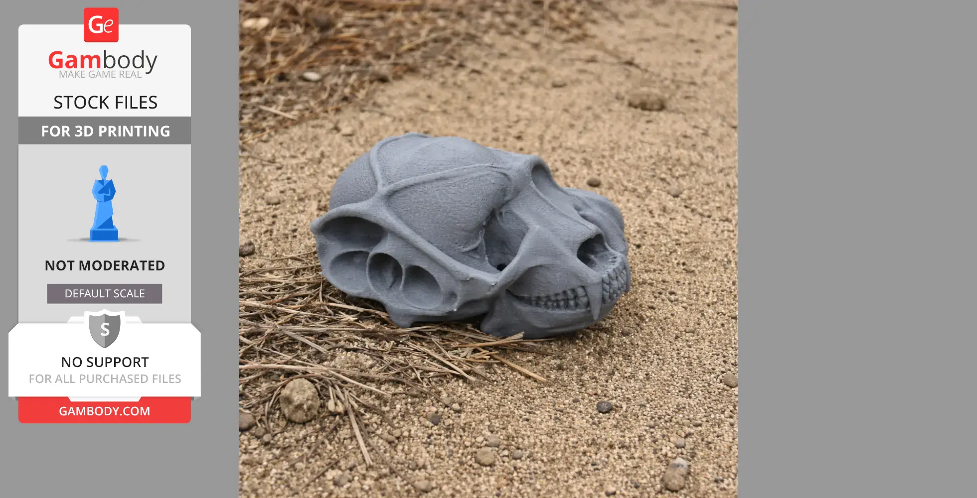 3D-printed bat-eared fox skull model resting on sandy ground.