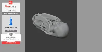 Bear Skull