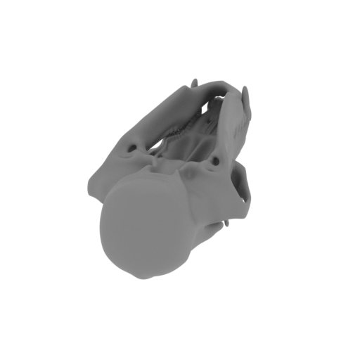 Bear Skull.stl
