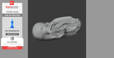 Bear Skull